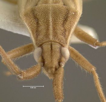 Media type: image;   Entomology 619566 Aspect: head frontal view